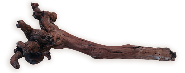 tronco